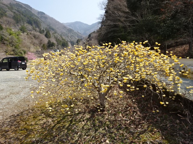 丹沢湖玄倉バス停周辺