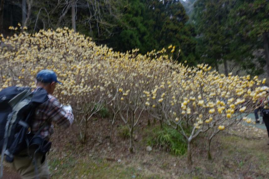 3月30日不動尻ミツマタ見ごろ