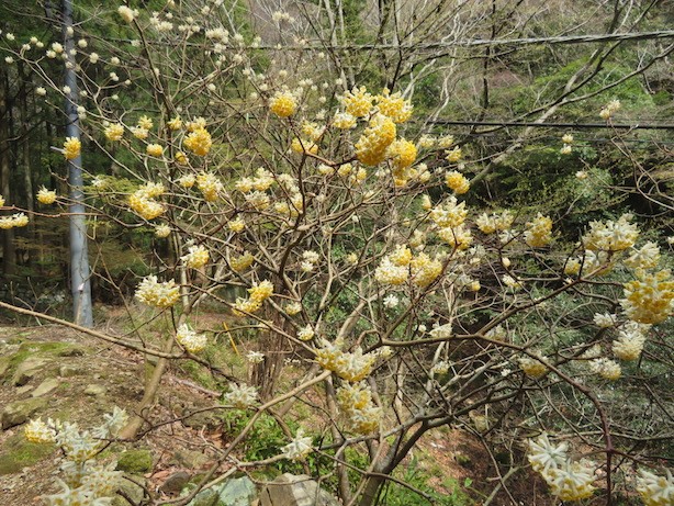 4月4日大山女坂周辺ミツマタ