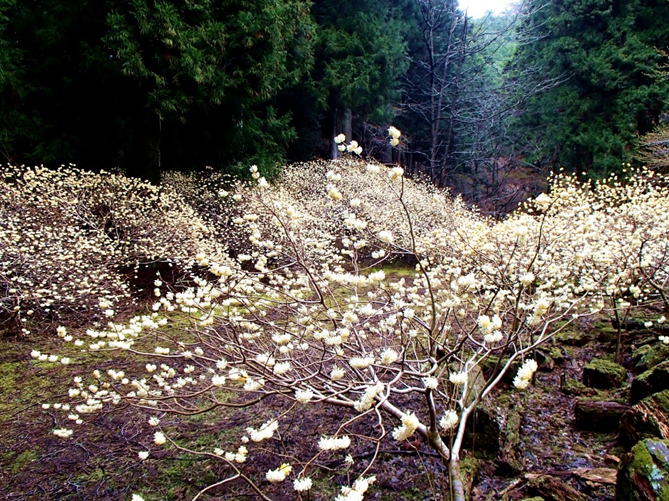 札掛地獄沢橋周辺