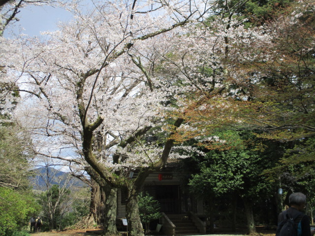 弘法山のサクラ
