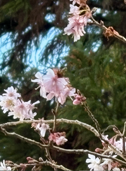 駒参道周辺
