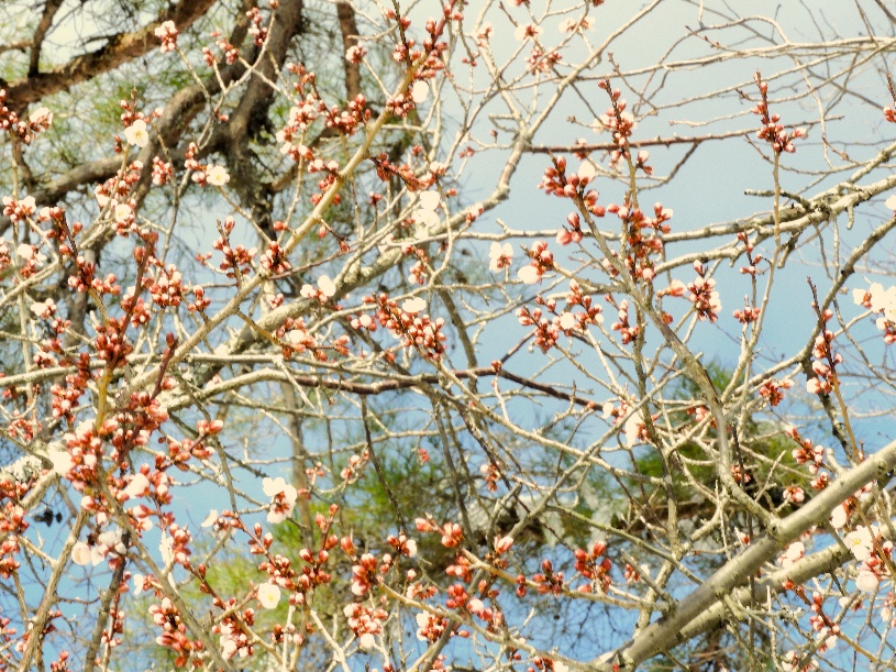 3月20日小仏城山サクラ