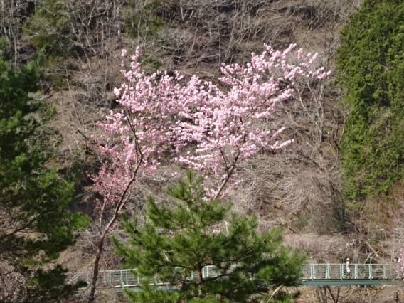 西丹沢ビジターセンター周辺