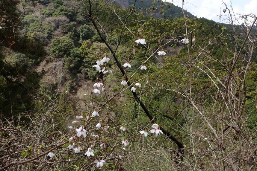 3月30日不動尻マメザクラ咲き始め
