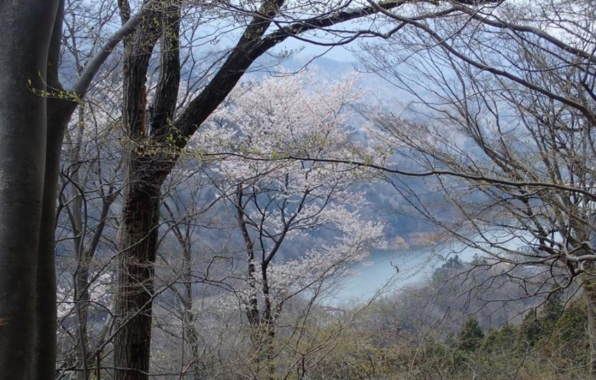3月30日土山峠サクラ類
