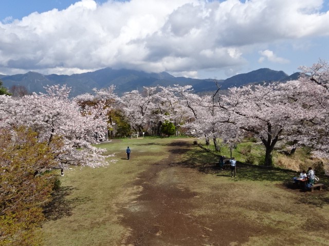 4月4日権現山山頂サクラ見ごろ