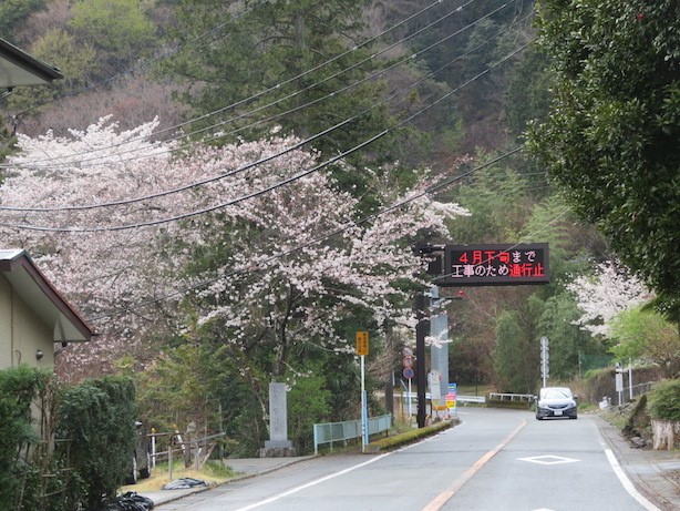 4月4日蓑毛周辺見ごろ