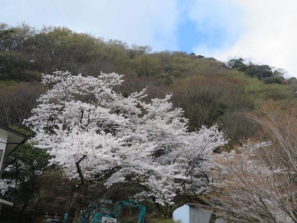 4月4日大山ケーブルバス停周辺見ごろ