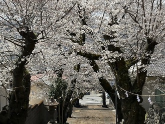 4月5日陣馬山与瀬神社サクラ見ごろ