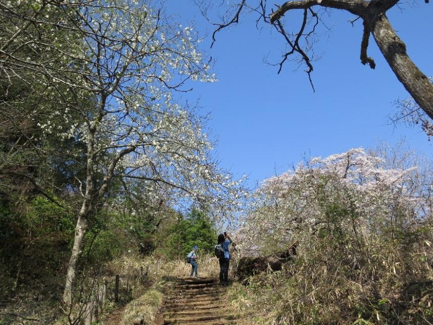 小仏城山山頂周辺