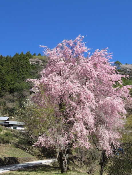 鎌沢登山口