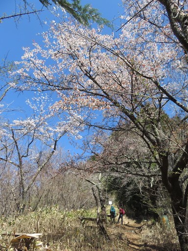甘草水周辺