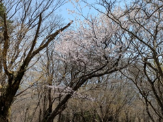 雷ノ峰尾根　中腹
