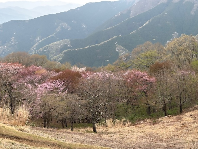 陣馬山山頂
