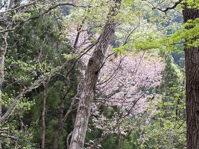 奈良子峠登山口周辺
