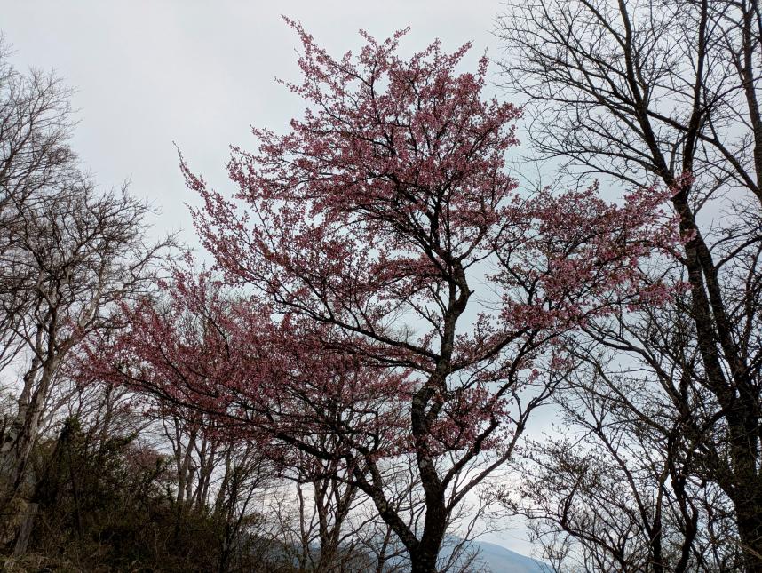鍋割山山頂周辺