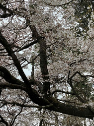三ノ塔山頂周辺