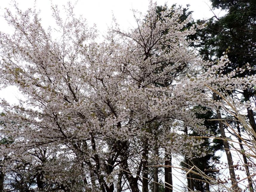 三ノ塔山頂周辺