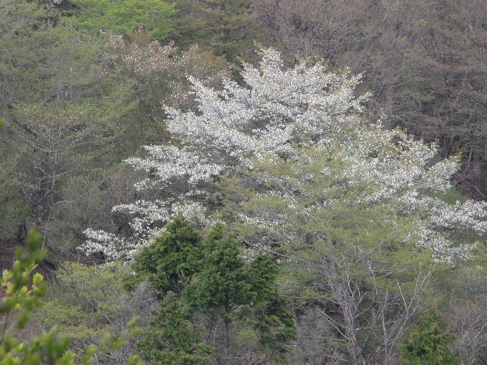 5月1日二ノ塔山頂周辺ヤマザクラ見ごろ