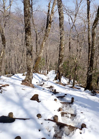 畦ヶ丸山頂周辺　西沢方面