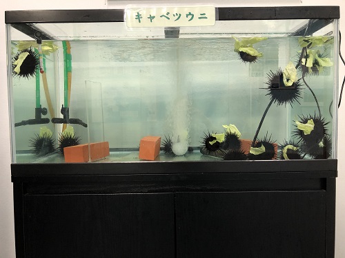キャベツウニ展示水槽