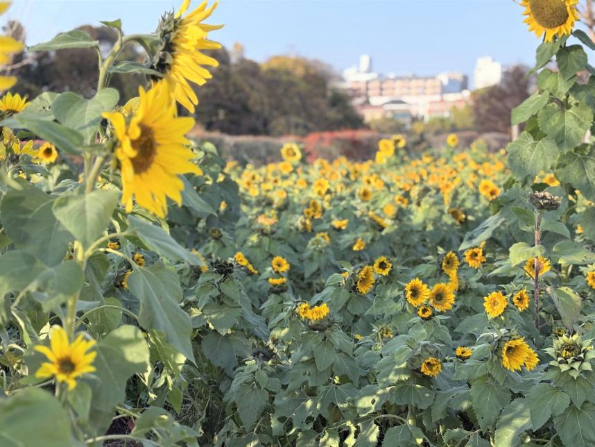 冬のひまわりその2