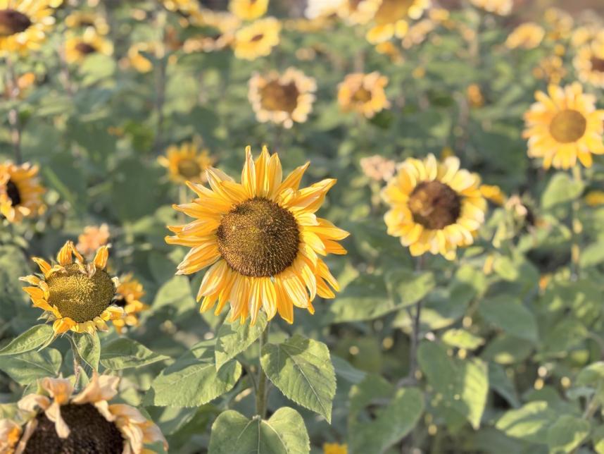 冬のひまわりその3