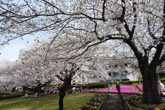 桜と芝桜