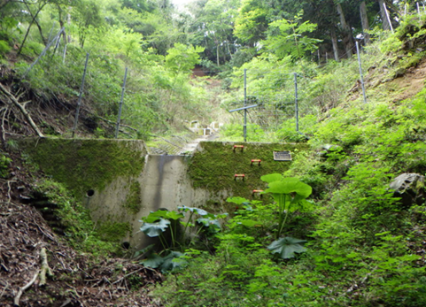 周辺植生からの自然侵入による法面緑化