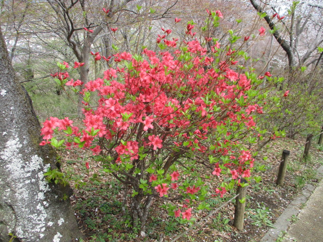 権現山馬場道