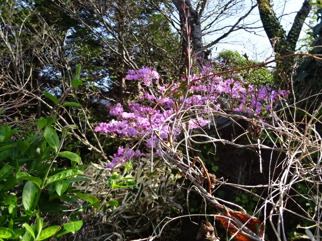 菜の花台園地