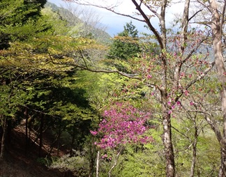 5月5日檜岳トウゴクミツバツツジ見ごろ