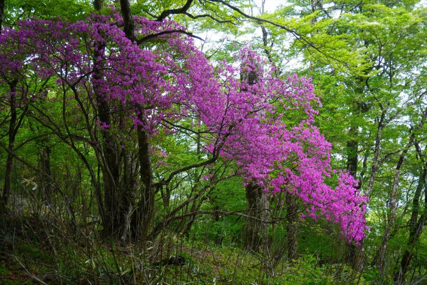 菰釣山山頂周辺