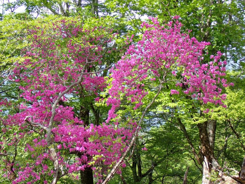 加入道山山頂周辺