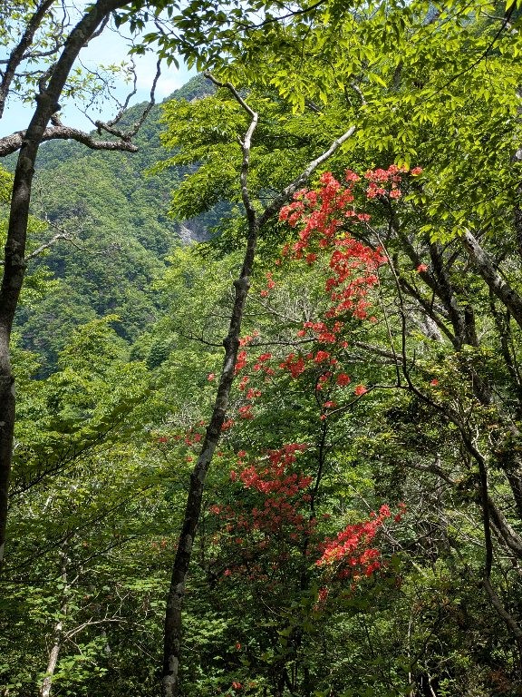 6月6日神ノ川園地周辺