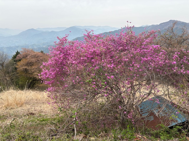 jinbatop