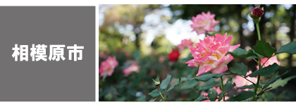 相模原-観る