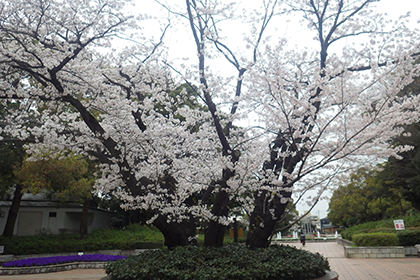 引地台公園のさくら2