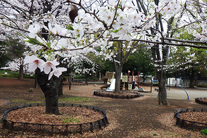 引地台公園のさくら3