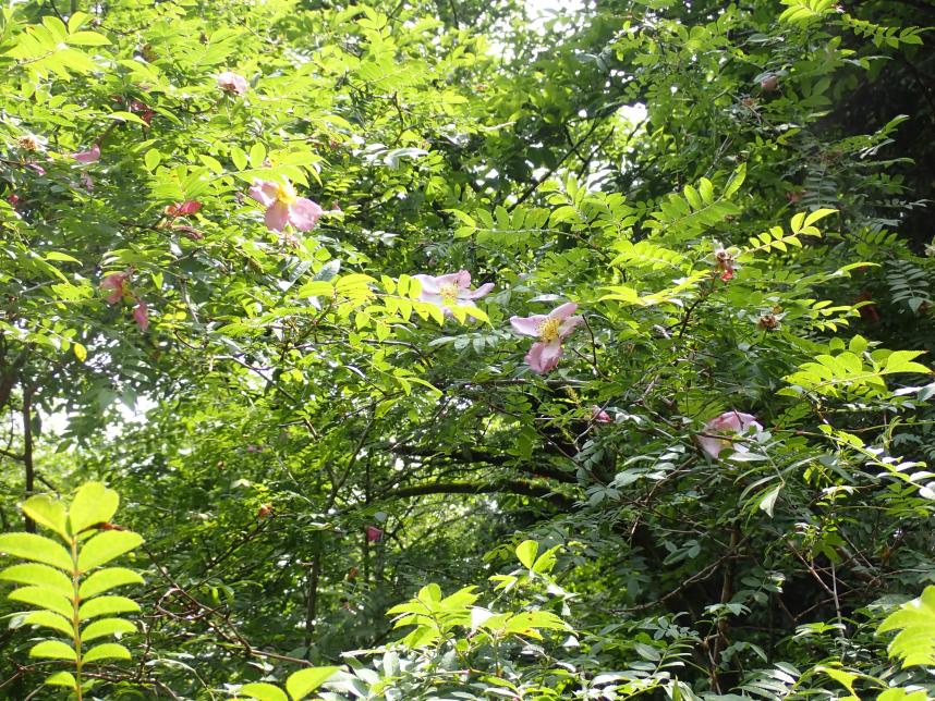 6月13日不老山山頂
