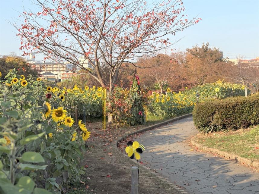 冬のひまわりその1