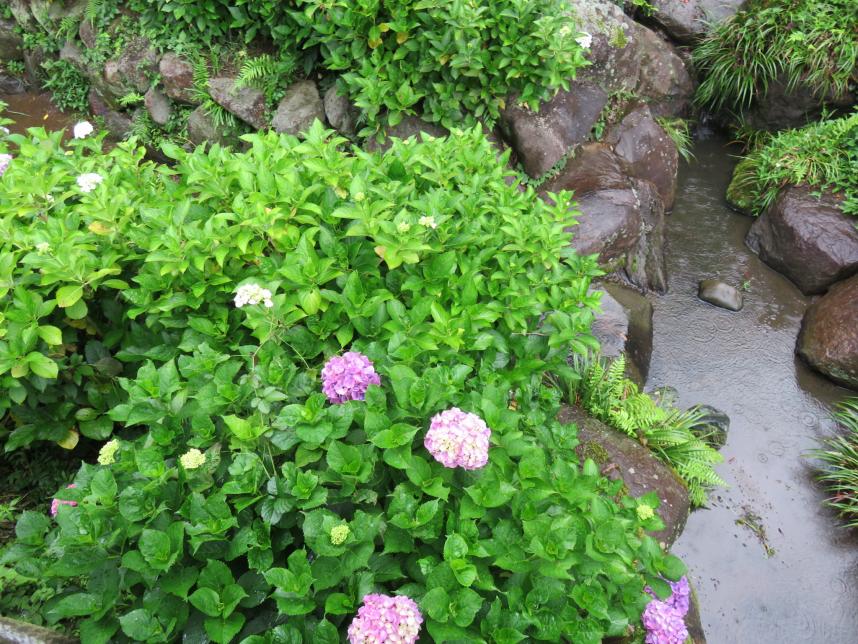 アジサイの写真