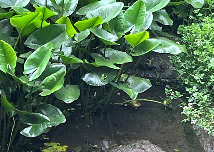 水辺の写真