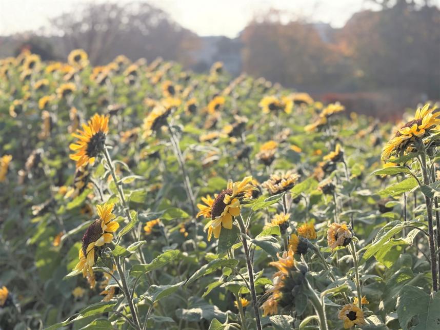 冬のひまわりその4