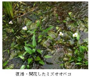 ミズオオバコ