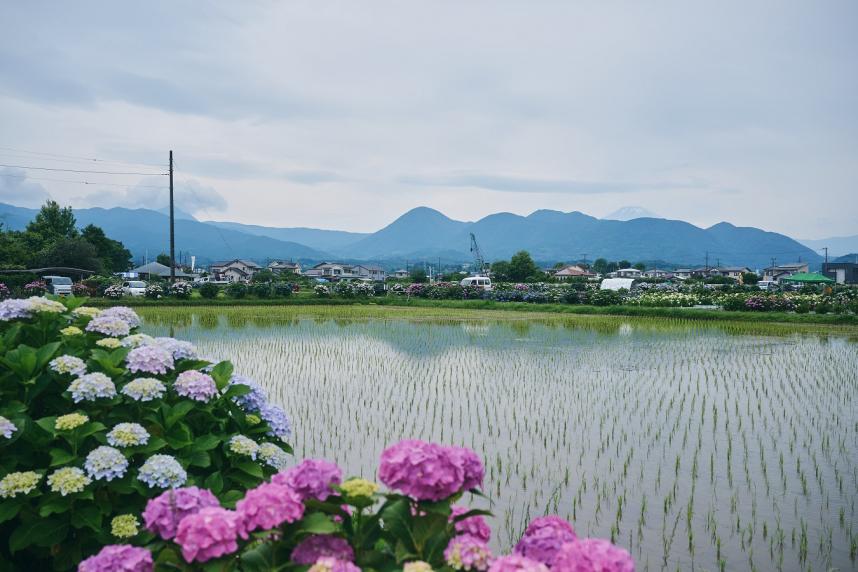 開成町あじさいの里からの富士山