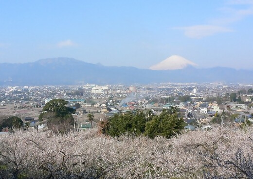 国府津・曽我丘陵からの富士山