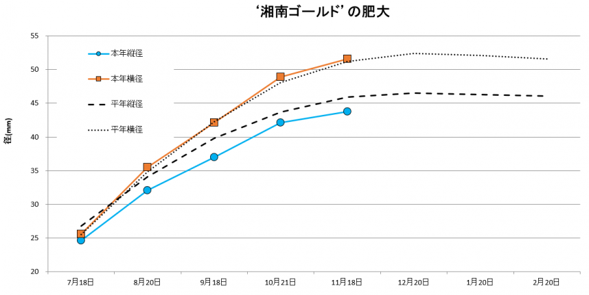 湘南ゴールド肥大