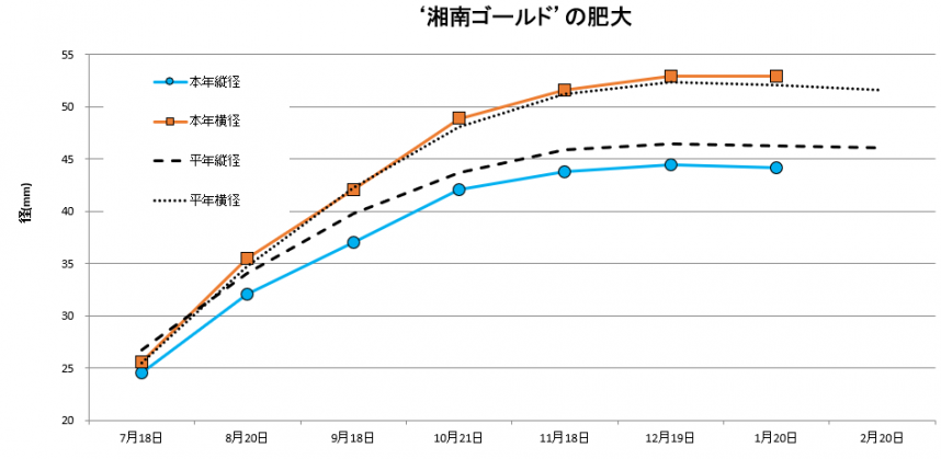 湘南ゴールド肥大